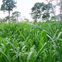 Distribuidora Magna - Panicum Maximum cv Mombasa - Alta Pureza